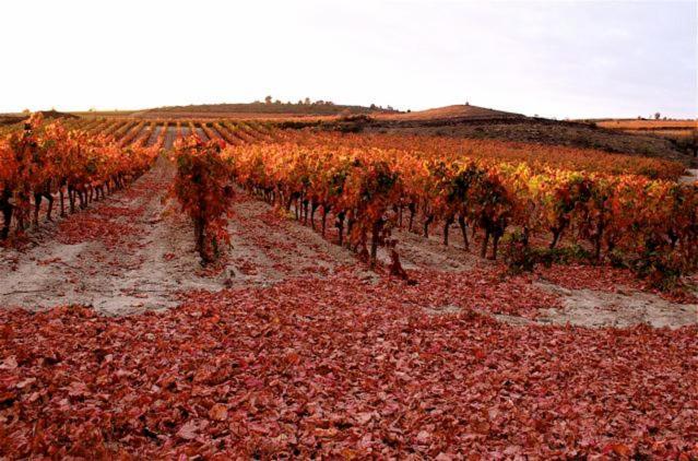 Maison Vigneronne De Bonne Maman - Climatisee Cesseras Екстериор снимка